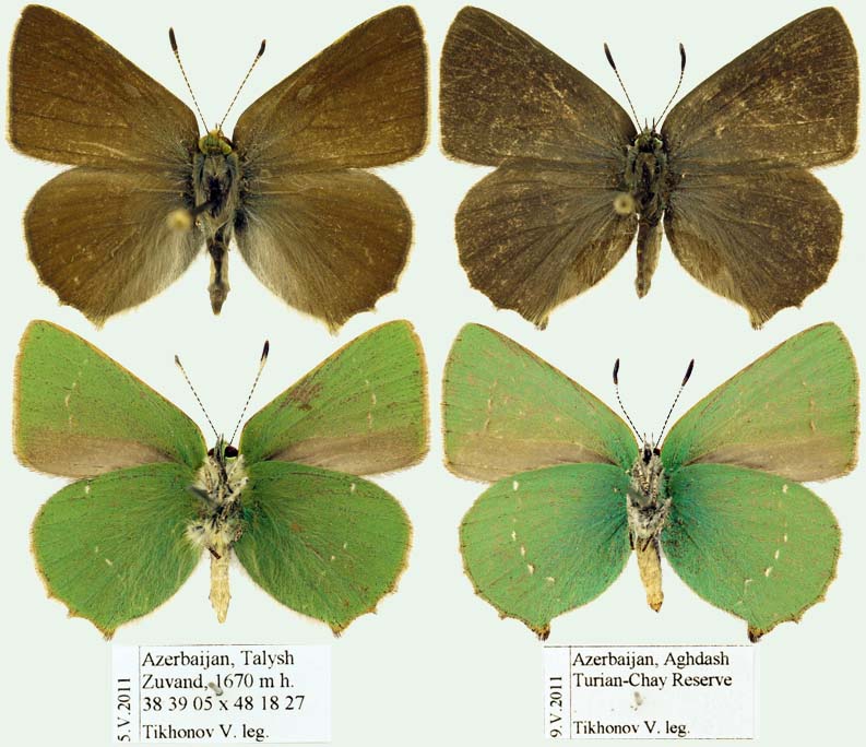 Callophrys paulae